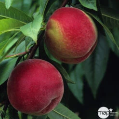 Pêcher à Chair Blanche Amsden, Bio, Gobelet -Magasin De Plantes De Qualité 952755 1774732