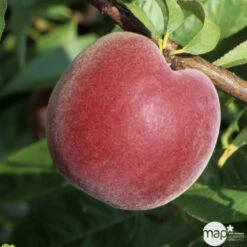 Pêcher à Chair Jaune JH Hale BIO, Gobelet 2 Ans -Magasin De Plantes De Qualité 952757 1774771