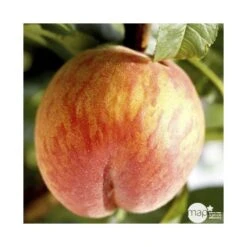 Pêcher Grosse Mignonne Bio, Gobelet 2 Ans -Magasin De Plantes De Qualité 952758 001