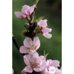Pêcher Grosse Mignonne Bio, Gobelet 2 Ans -Magasin De Plantes De Qualité 952758 002