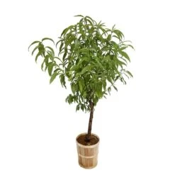 Pêcher Grosse Mignonne Bio, Gobelet 2 Ans -Magasin De Plantes De Qualité 952758 005