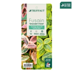 Euonymus Fortunei 'Emerald'n Gold : Pot 3L 7 Euonymus Fortunei 'Emerald'n Gold : Pot 3L -Magasin De Plantes De Qualité 954301 003