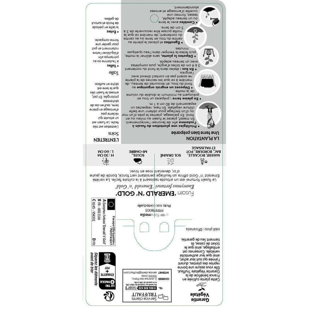 Euonymus Fortunei 'Emerald'n Gold : Pot 3L 1 Euonymus Fortunei 'Emerald'n Gold : Pot 3L