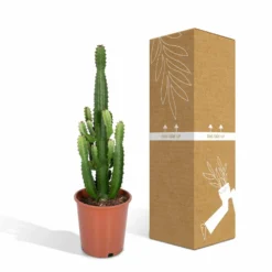 Euphorbia Acrurensis - H80cm, ø24cm - Grande Plante D'intérieur 9 Euphorbia Acrurensis - H80cm, ø24cm - Grande Plante D'intérieur -Magasin De Plantes De Qualité 961446c69616177c