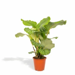 Calathea Orbifolia - H65cm, ø19cm - Plante D'intérieur
