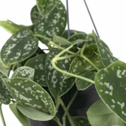 Pothos Scindapsus Pictus Epipremnum - H25cm, ø15cm - Plante D'intérieur Tombante -Magasin De Plantes De Qualité 99abfe6552d4f1a9