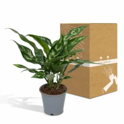 Aglaonema Maria - H30cm, ø12cm - Plante D'intérieur -Magasin De Plantes De Qualité a1fde7798e932efa