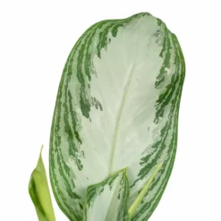 Aglaonema Silver Bay - H55cm, ø17cm - Plante D'intérieur -Magasin De Plantes De Qualité a5b31a05b559baea