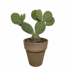 Opuntia Microdasys Et Son Cache-pot Marron - H40cm, ø17cm - Plante D'intérieur -Magasin De Plantes De Qualité a5b5547e6fb3b690