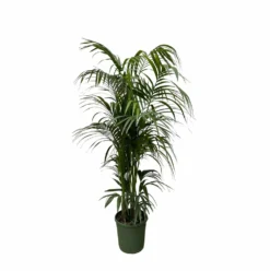 Palmier Kentia Xxxl - H230cm - Très Grande Plante D'intérieur