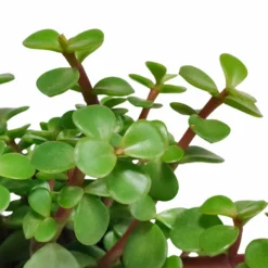 Portulacaria Afra - H25cm, ø10,5cm - Plante D'intérieur -Magasin De Plantes De Qualité ae48ccf2c4e6d2a1