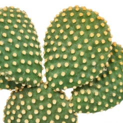 Opuntia Microdasys Et Son Cache-pot Marron - H40cm, ø17cm - Plante D'intérieur -Magasin De Plantes De Qualité b14fe3852f3fb5d3