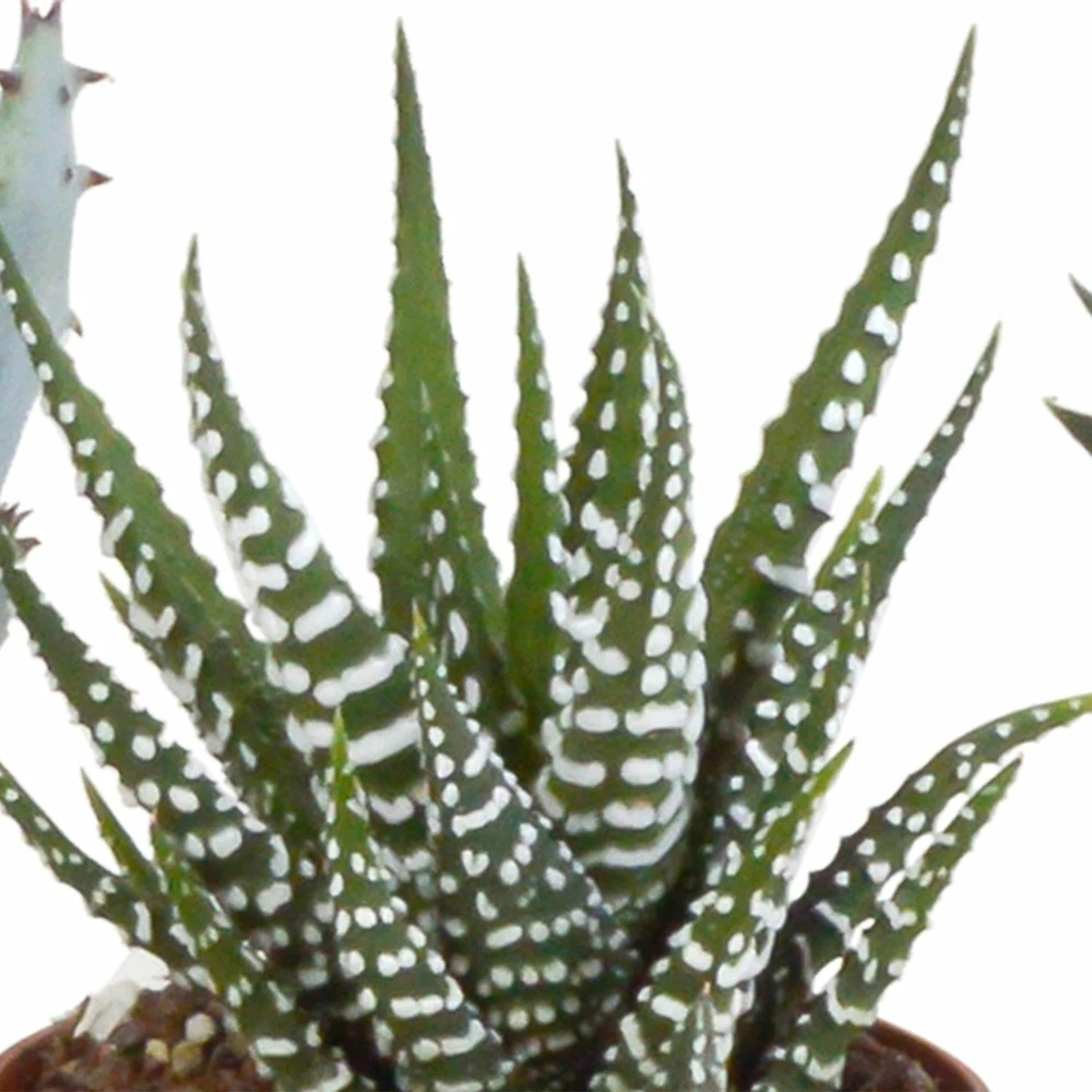 Gasteria, Haworthia, Box De 5 Plantes - H12cm, ø5,5cm - Plantes D'intérieur 5 Gasteria, Haworthia, Box De 5 Plantes - H12cm, ø5,5cm - Plantes D'intérieur – Image 5