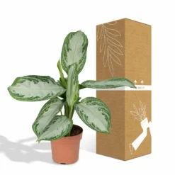 Aglaonema Silver Bay - H55cm, ø17cm - Plante D'intérieur -Magasin De Plantes De Qualité b5f3c26db9e6b948