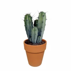 Myrtillocactus Et Son Cache-pot En Terracotta - H40cm, ø17cm - Plante D'intérieur -Magasin De Plantes De Qualité b6968ab3d045db57