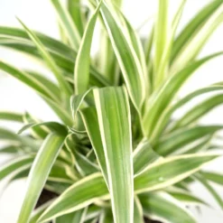 Chlorophytum - H25cm, ø12cm - Plante D'intérieur -Magasin De Plantes De Qualité b7f620c9978f9f23