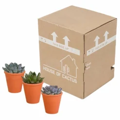 Echeveria Et Leurs Caches-pots Terracotta, Box De 3 Plantes - H12cm, ø9,5cm - Plantes D'intérieur -Magasin De Plantes De Qualité b844b44b7419e9dd