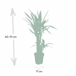 Yucca - H85cm, ø17cm - Grande Plante D'intérieur -Magasin De Plantes De Qualité bb6cff045cc12a93