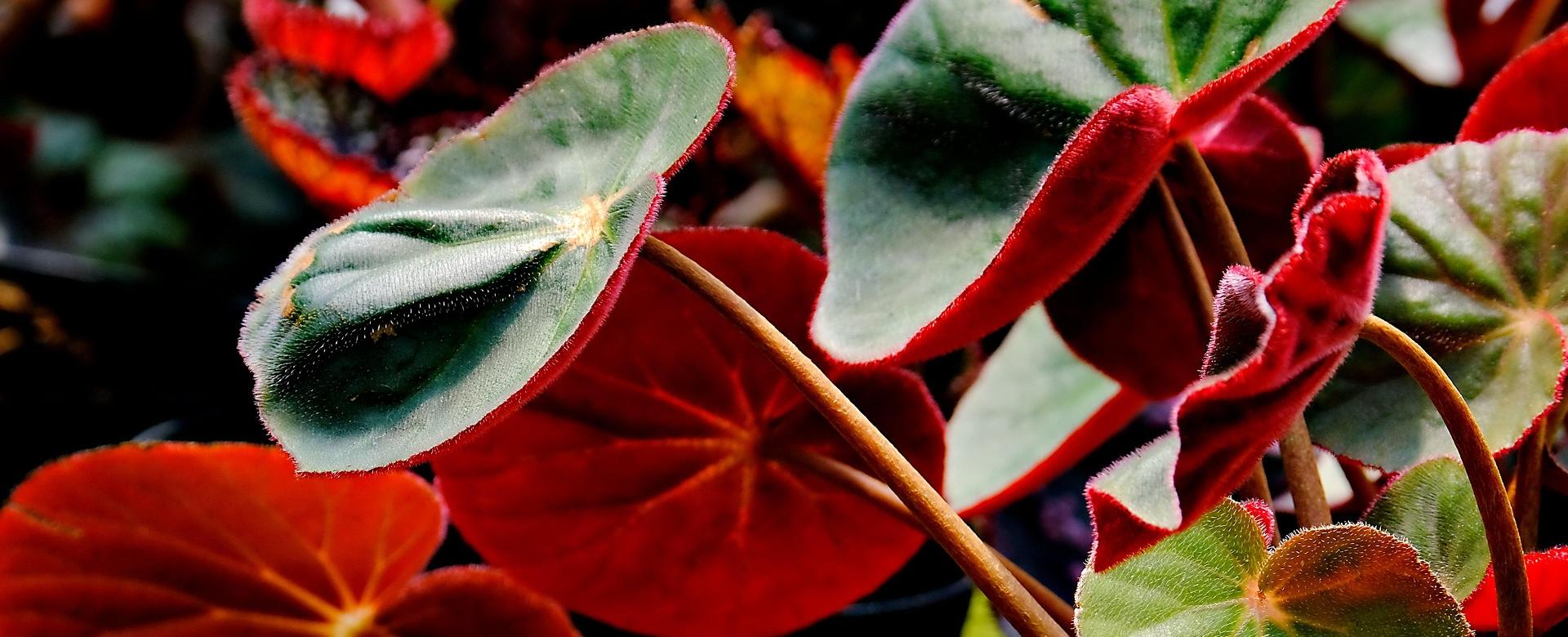 Magasin De Plantes De Qualité -Magasin De Plantes De Qualité begonia 7875959 1920