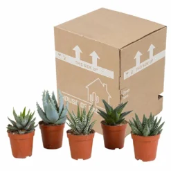Gasteria, Haworthia, Box De 5 Plantes - H12cm, ø5,5cm - Plantes D'intérieur 7 Gasteria, Haworthia, Box De 5 Plantes - H12cm, ø5,5cm - Plantes D'intérieur -Magasin De Plantes De Qualité bf054cfd56654567