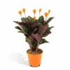 Calathea Crocata - H40cm, ø14cm - Plante D'intérieur