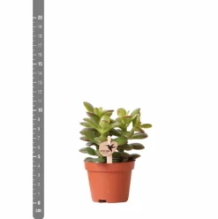 Crassula - H11cm, ø6cm - Plante D'intérieur 9 Crassula - H11cm, ø6cm - Plante D'intérieur -Magasin De Plantes De Qualité c4e1906cdfe0566b