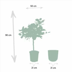 Ficus Benghalensis Et Son Cache-pot Doré - H90cm, ø21cm - Grande Plante D'intérieur -Magasin De Plantes De Qualité c61be4d4598fb355