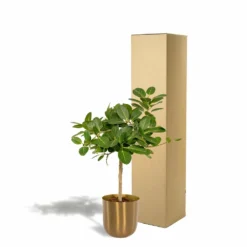 Ficus Benghalensis Et Son Cache-pot Doré - H90cm, ø21cm - Grande Plante D'intérieur -Magasin De Plantes De Qualité c92ae8e564e5a780