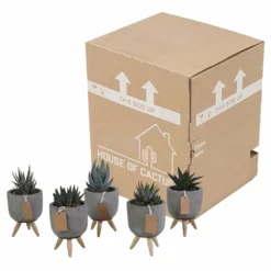 Gasteria, Haworthia Et Leurs Caches-pots, Box De 5 Plantes - H11cm, ø6,5cm - Plantes D'intérieur 7 Gasteria, Haworthia Et Leurs Caches-pots, Box De 5 Plantes - H11cm, ø6,5cm - Plantes D'intérieur -Magasin De Plantes De Qualité ca78553d44d0f269
