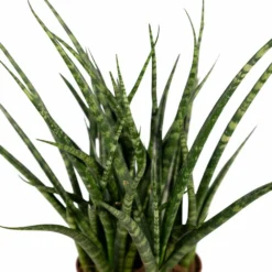 Sansevieria Fernwood Punk - H30cm, ø12cm - Plante D'intérieur Sans Entretien -Magasin De Plantes De Qualité cda90238b05458e8