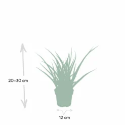 Sansevieria Fernwood Punk - H30cm, ø12cm - Plante D'intérieur Sans Entretien -Magasin De Plantes De Qualité ce253637df77bdc2