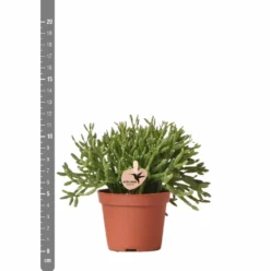Rhipsalis Baccifera - H10cm, ø6cm - Plante D'intérieur -Magasin De Plantes De Qualité d8a9a5d59c839e84