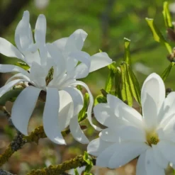 Magnolia étoilé Stellata/pot De 4l - 40/60 Cm -Magasin De Plantes De Qualité d8d2b549ab6873c6