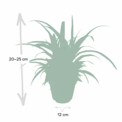 Chlorophytum - H25cm, ø12cm - Plante D'intérieur -Magasin De Plantes De Qualité d954fc84ca9bd2b7