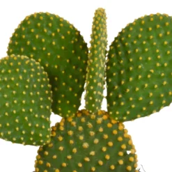 Cactus, Box De 3 Plantes - H15cm, ø10,5cm - Plantes D'intérieur 9 Cactus, Box De 3 Plantes - H15cm, ø10,5cm - Plantes D'intérieur -Magasin De Plantes De Qualité da121bdc98a60636