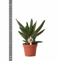 Aloe Brevifolia - H14cm, ø6cm - Plante D'intérieur Facile D'entretien 9 Aloe Brevifolia - H14cm, ø6cm - Plante D'intérieur Facile D'entretien -Magasin De Plantes De Qualité e4866a2fa84e2daf