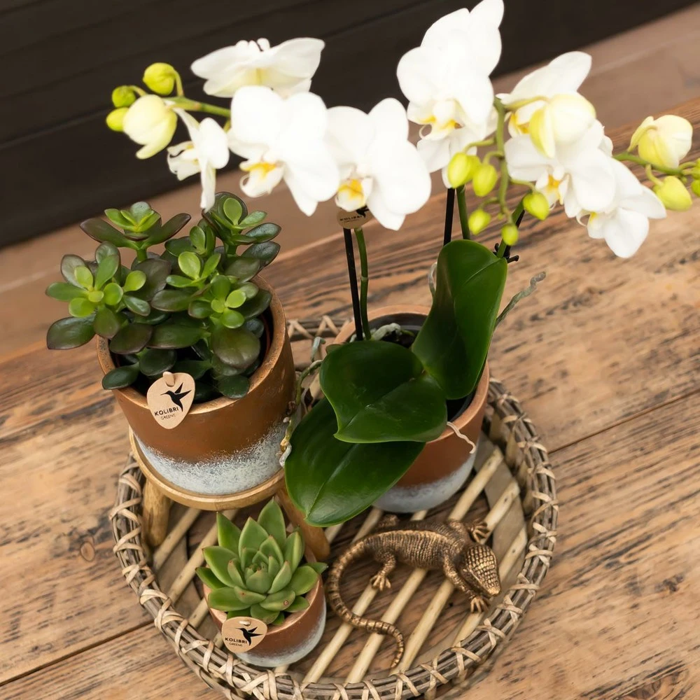 Crassula - H11cm, ø6cm - Plante D'intérieur 2 Crassula - H11cm, ø6cm - Plante D'intérieur – Image 2