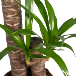 Yucca - H85cm, ø17cm - Grande Plante D'intérieur -Magasin De Plantes De Qualité e6744fd062df925f