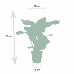 Calathea Orbifolia - H65cm, ø19cm - Plante D'intérieur -Magasin De Plantes De Qualité e73419a7faf2bcf5