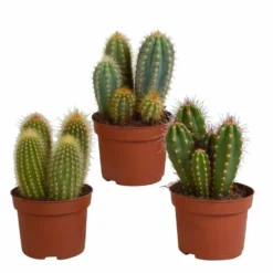 Cactus, Box De 3 Plantes - H15cm, ø10,5cm - Plantes D'intérieur