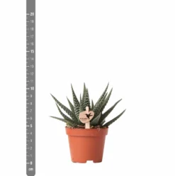 Haworthia - H11cm, ø6cm - Plante D'intérieur -Magasin De Plantes De Qualité eb6d65895f5d6334