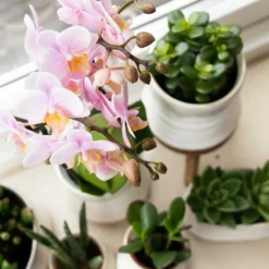 Crassula - H11cm, ø6cm - Plante D'intérieur 8 Crassula - H11cm, ø6cm - Plante D'intérieur -Magasin De Plantes De Qualité f93f378f0dac5bf6