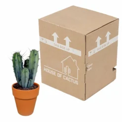 Myrtillocactus Et Son Cache-pot En Terracotta - H40cm, ø17cm - Plante D'intérieur -Magasin De Plantes De Qualité f9dc4db908057f89